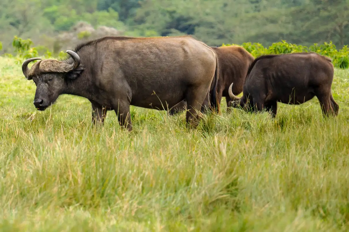 7 days 6 nights Tanzania Safaris